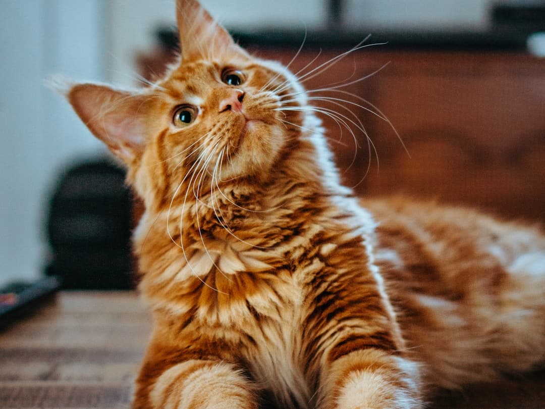 Cats