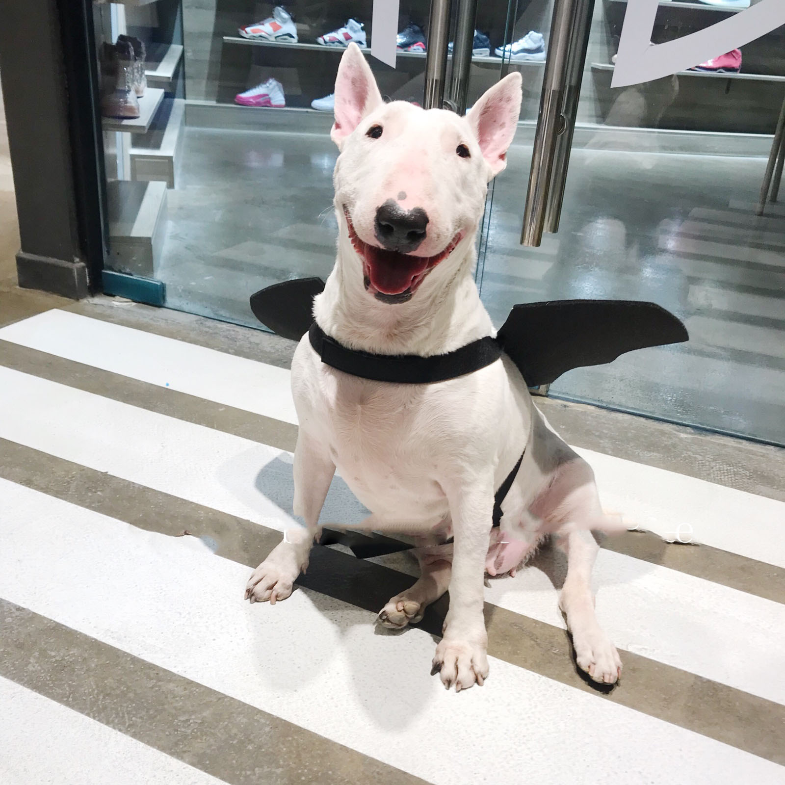 Vleermuisvleugels voor Honden — Grappig Halloween Kostuum